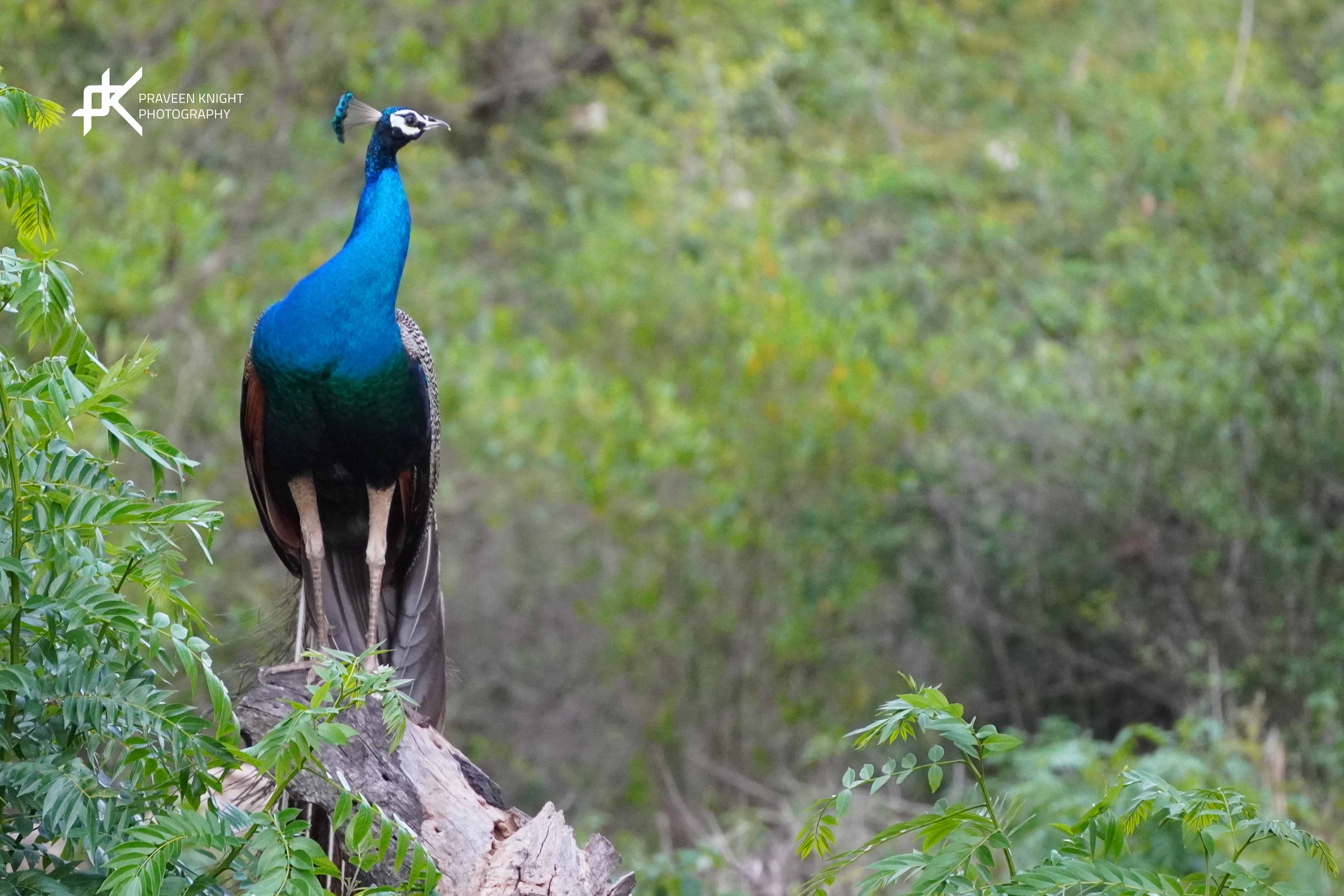 The Jewel of the Forest